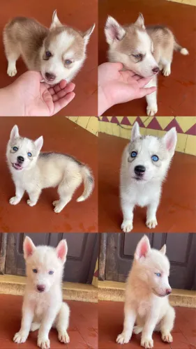 Huskys Wooly fêmea e macho 30 dias