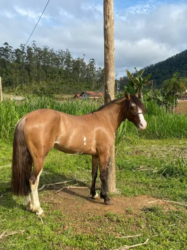 Égua Crioula Confirmada
