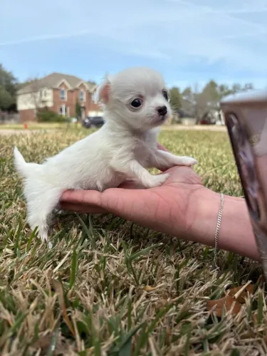 Chihuahua pelo longo fêmea 