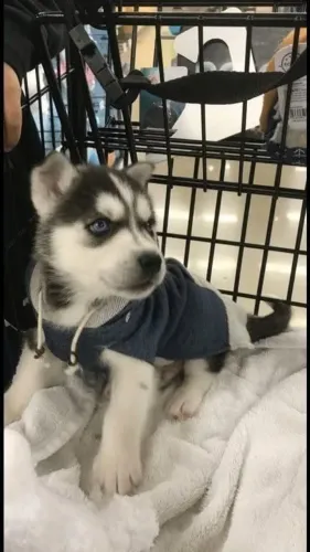 Husky siberiano Seu novo doguinho pode estar a uma mensagem