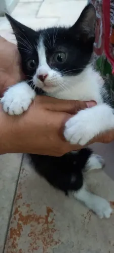 Gatinho para adoção