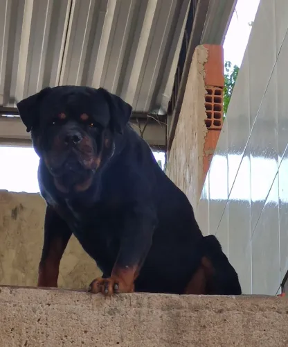 Rottweiler cobertura hd-