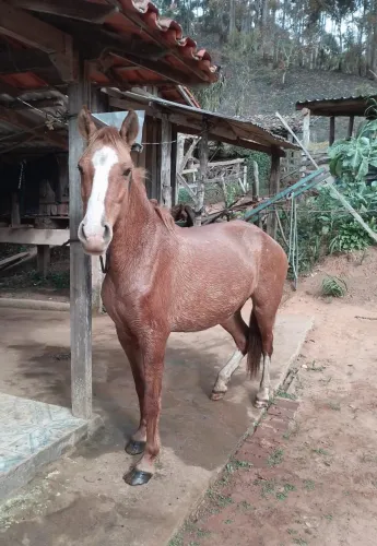 Égua e Cavalo