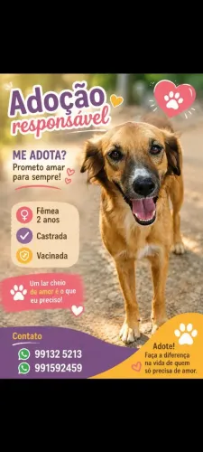Adoção responsável