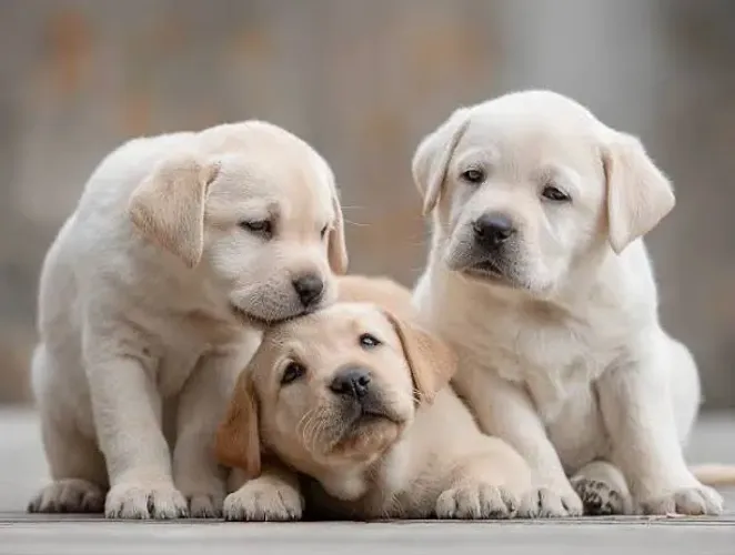 Labrador lindos pronta entrega fêmeas