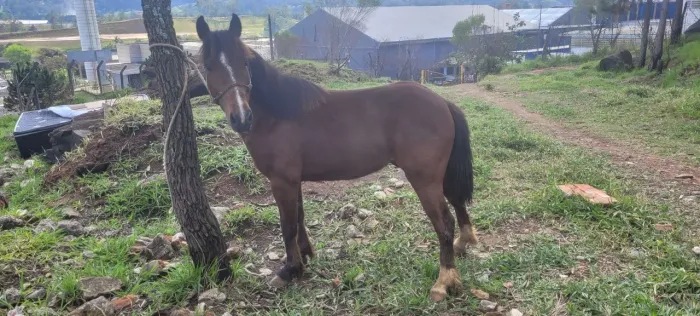 Ponei mansinho para criança