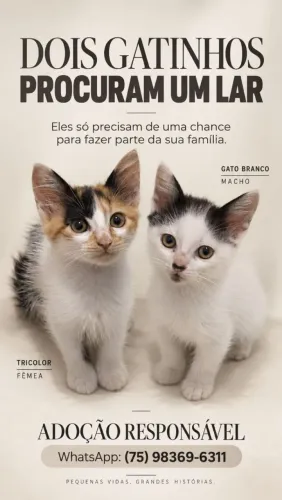 Gatos para adoção