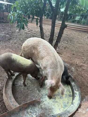Vendo porca parideira