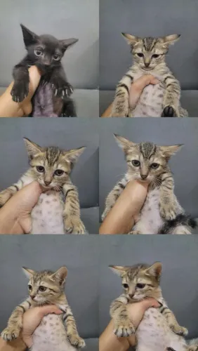 Gatinhos pra doação