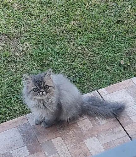 Gato Persa Macho 