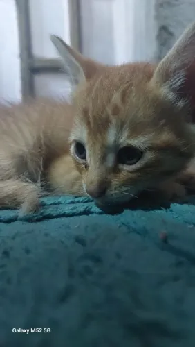 Doa-se 2 filhotes macho e uma fêmea, de 2 meses 
