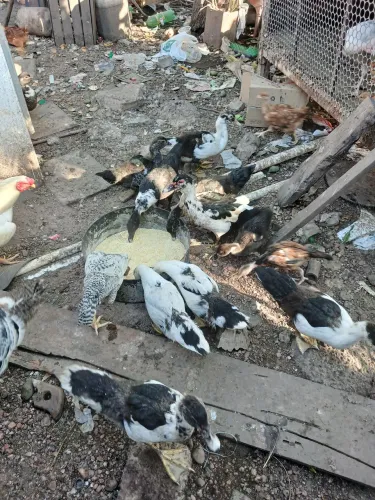 Patos filhote 