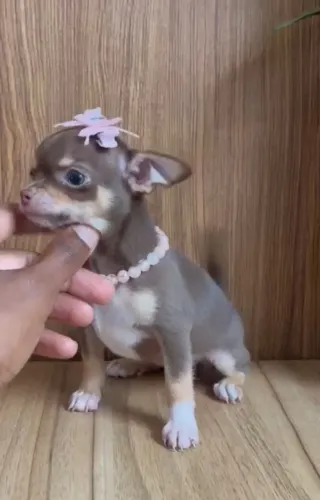 Chihuahua femea chocotan pelo curto