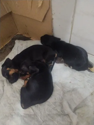 Cachorrinho DASCHUND