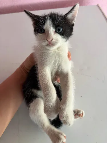 Doação de gato