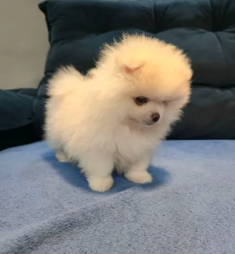 Lulu da Pomerânia Macho Branco