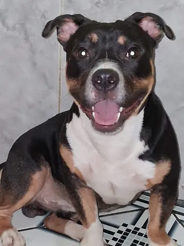 Filhote de American Bully