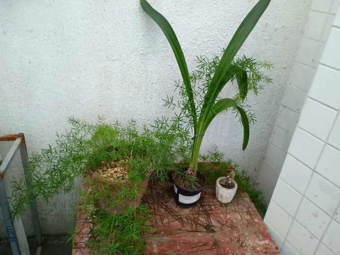 3 vasos de plantas