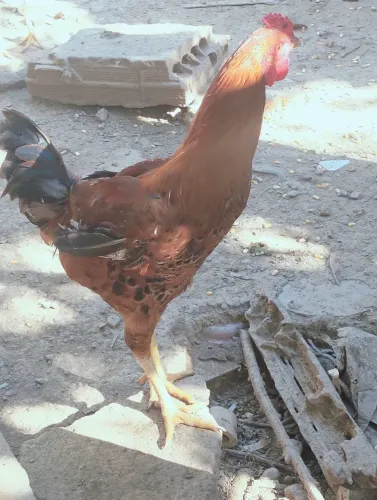 Galinha caipira frango e Patos