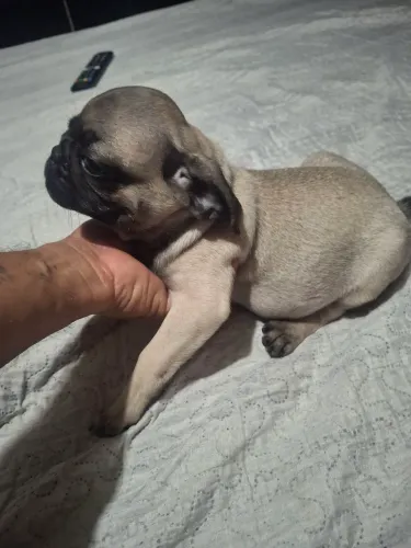 Vendo filhote pug fêmea original Valor 1.300