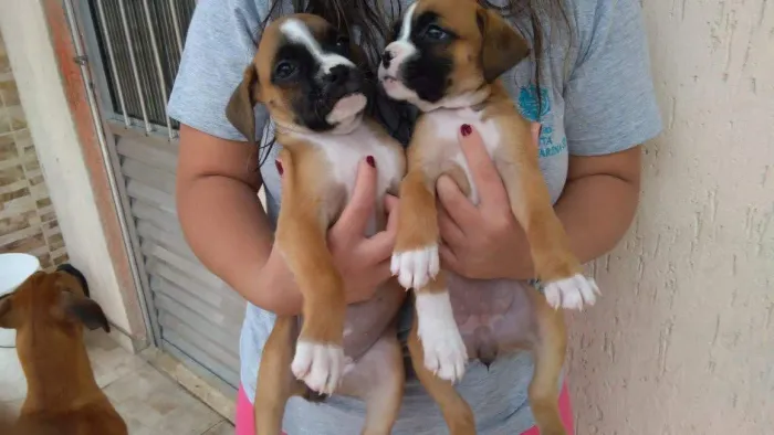Boxer lindos filhotes 