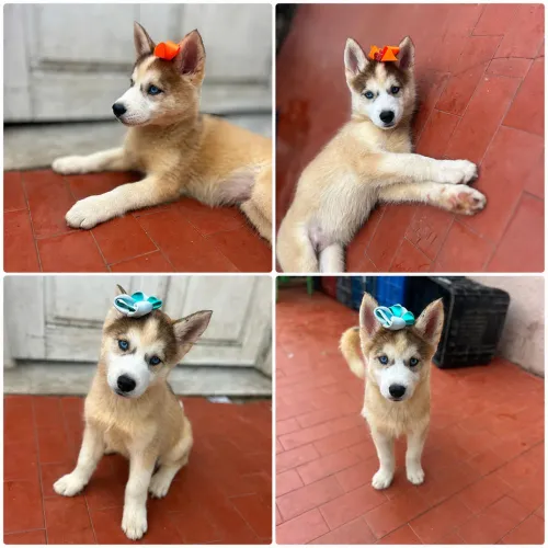 Husky siberiano 
