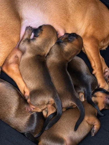 Filhotinhas de Dachshund (Salsicha)