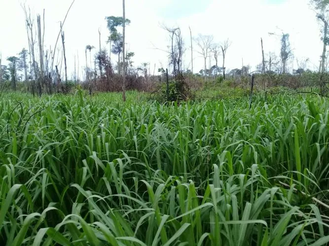 Fazenda 500 alqueires Pará próx de Paragominas 50 alqueires de abertura dupla aptidão
