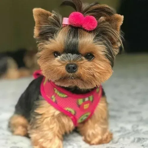 Yorkshire Terrier Fêmea e macho lindo presente
