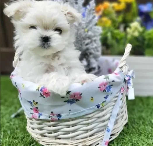 Maltês Micro e Pequeno - Filhotes Brancos e Lindos!