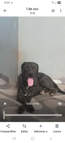 Fila brasileira fêmea 2 anos e meio