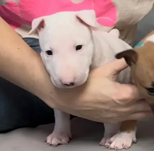 bull terrier machinho com 59 dias vacinado e com pedigree - Alberto