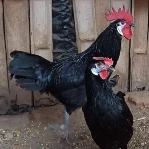 Jovens de Cara de Palhaço