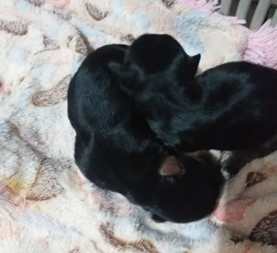 Vendo lindos filhos de Yorkshire