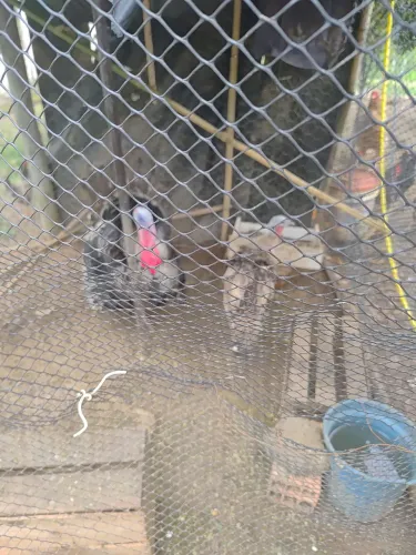 CASAL DE PERU , EM TAUBATÉ