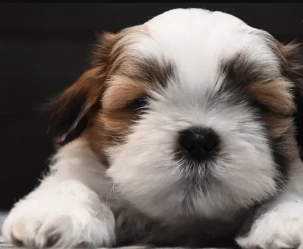 Shih-Tzu Pequeno Branco Macho - Brincalhão e Carinhoso, Perfeito Para o Lar!