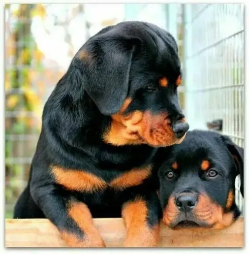 Filhotes de Rottweiler pai e filho 