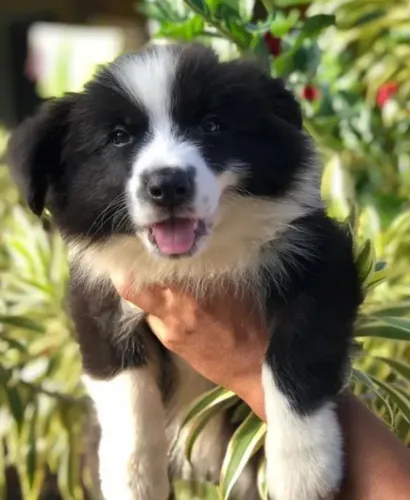 Fêmea de Border collie Disponível 