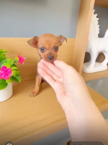 Pinscher fêmea micro