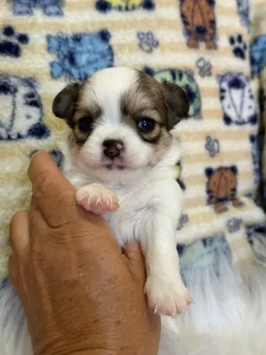 Chihuahua Mini Tricolor Macho - Porte Pequeno e Energia Contagiante!