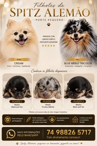 Spitz Alemão Pequeno
