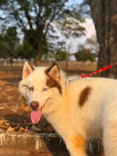 doação de husky siberiano