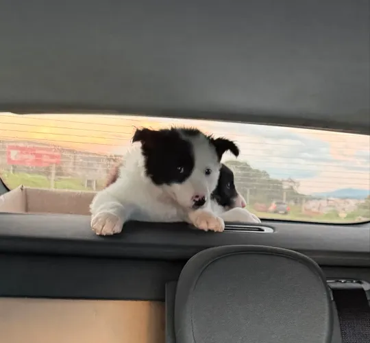 Border collie machos inteligentes e ativo
