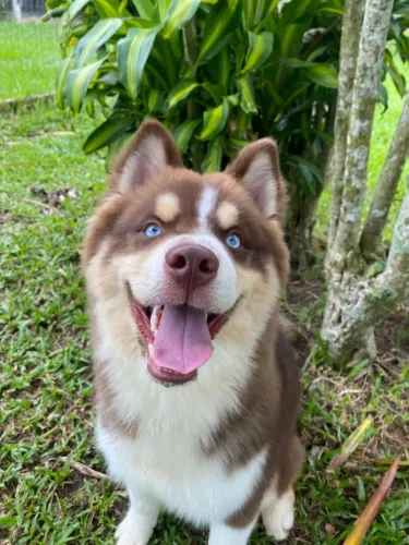 Husky