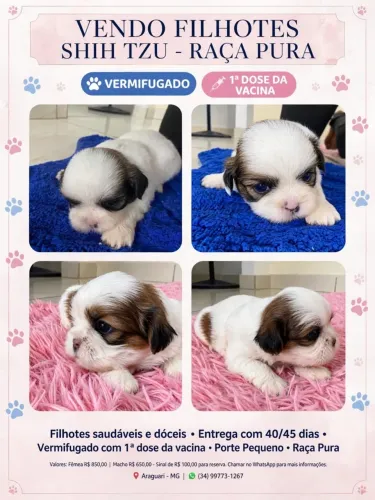 Vende se filhotes shitszu
