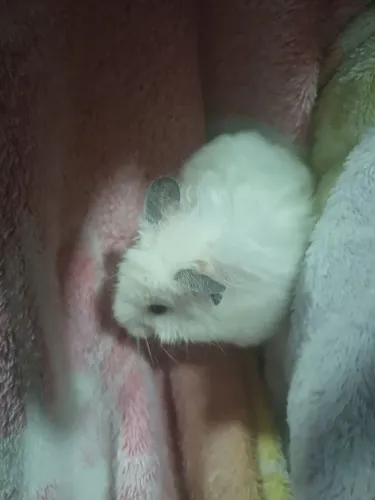 Hamster sírio