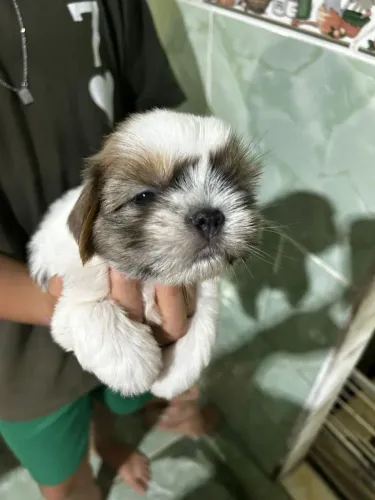 Cachorrinho da raça Shitzu 
