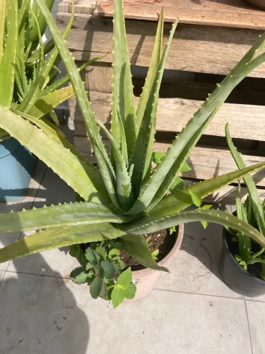 Vaso com babosa Aloe Vera
