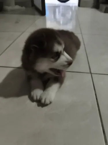 Vende-se filhote de husky siberiano. Só tem uma fêmea disponível.