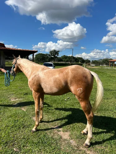 Potro quarto de milha !!!